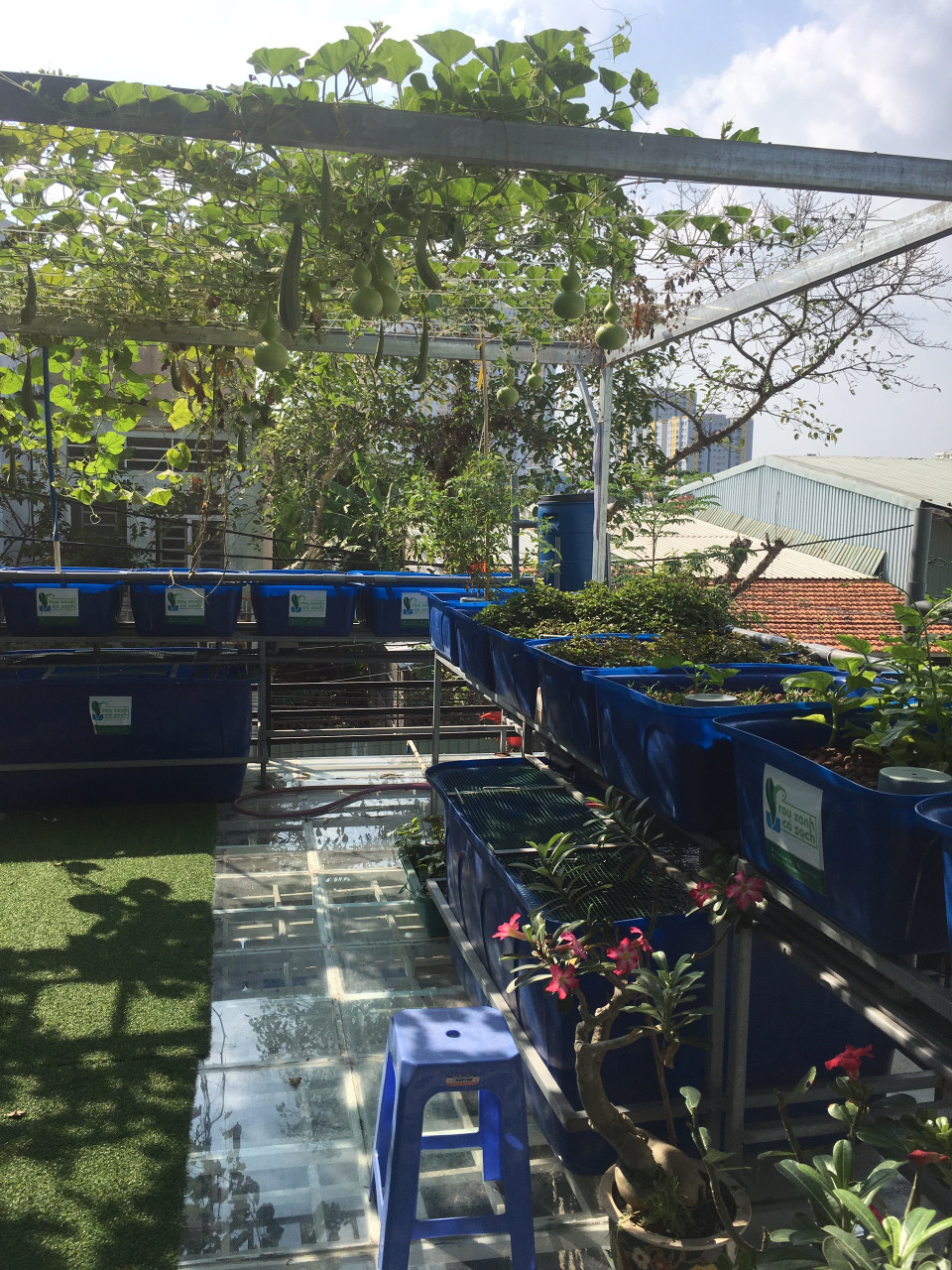 gian-bau-ho-lo-va-gian-muop-he-aquaponics