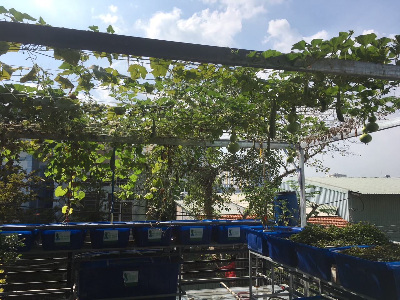 gian-bau-ho-lo-va-gian-muop-he-aquaponics_1