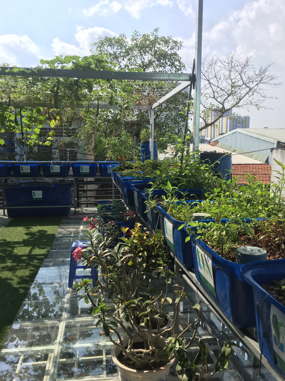 gian-bau-ho-lo-va-gian-muop-he-aquaponics_2