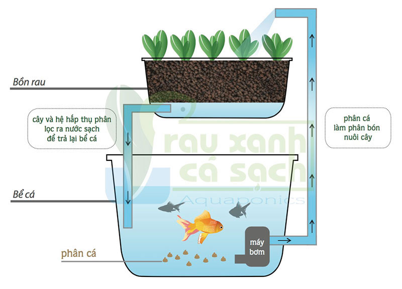 Aquaponics là hệ tự trồng rau thủy canh hữu cơ kết hợp nuôi cá tại nhà